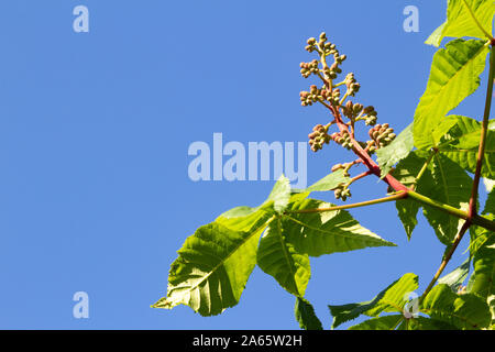 Red Horse-chestnut Aesculus carnea bourgeons au printemps avec la direction générale contre le ciel bleu Banque D'Images