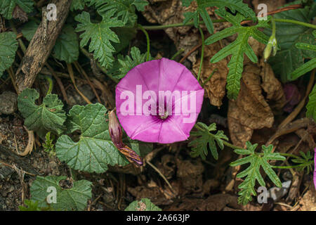 Convolvulus althaeoides liseron des champs en fleurs, mauve Banque D'Images