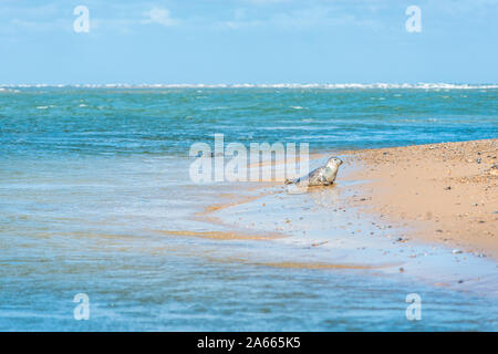 Gray et commun ou le Phoque commun (Phoca vitulina) sur la plage au point Blakeney Norfolk England UK Banque D'Images