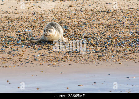 Gray et commun ou le Phoque commun (Phoca vitulina) sur la plage au point Blakeney Norfolk England UK Banque D'Images