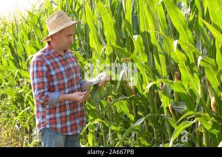 Agriculteur de chapeau de paille de maïs champ vert avec l'inspection à l'arrière-plan Banque D'Images