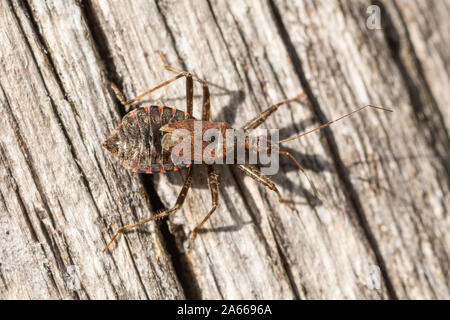 Heath assassin bug (Coranus subapterus) sur un poste de clôture, insecte britannique Banque D'Images