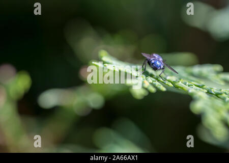 Blue arsed fly sur une feuille selective focus close-up. De l'insecte disant tournant autour comme un blue-arsed fly. Le bas de la bouteille bleue Banque D'Images