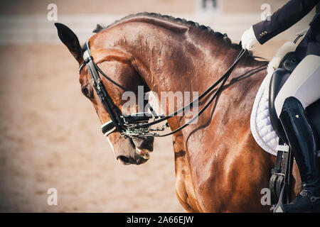 Portrait d'un cheval Baie, vêtus de munitions pour le dressage et les performances à une compétition équestre. Banque D'Images