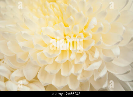 Close up of beautiful white chrysanth tête. Banque D'Images