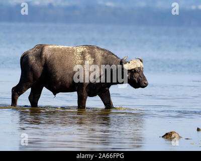 Buffle africain ou Cape, Syncerus caffer, deux mammifères, Kenya, septembre 2019 Banque D'Images