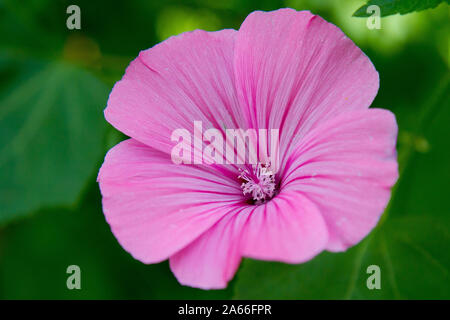 géranium rose Banque D'Images