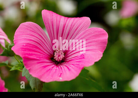 géranium rose Banque D'Images