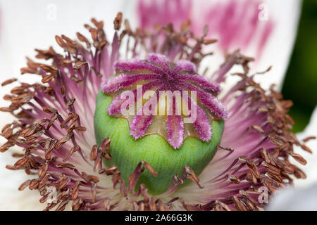 Close up of poppy seed head Banque D'Images