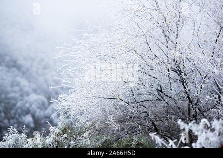 Xining. 24 Oct, 2019. Photo prise le 24 octobre 2019 affiche paysages à Qunjia National Forest Park dans le comté de Huangzhong, nord-ouest de la Chine, Province de Qinghai. Credit : Wu Gang/Xinhua/Alamy Live News Banque D'Images