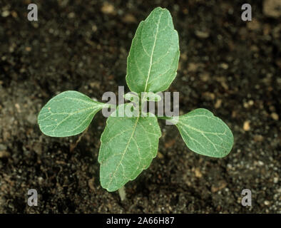 Mercurialis annua annuelle (mercure) avec des plantes de semis cotylédons et 2 feuilles vraies contre un arrière-plan de sol Banque D'Images