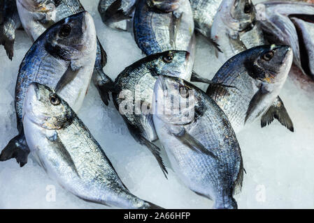 La (mer) dorade royale (Sparus aurata) ou Orata debout dans un marché aux poissons, sur une rue en arrière-plan à Athènes, Grèce Banque D'Images
