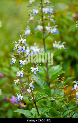 Papillon Bleu papillon qui ressemblent à des fleurs de Bush Banque D'Images
