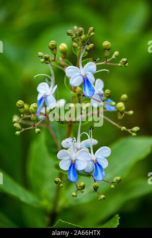 Papillon Bleu papillon qui ressemblent à des fleurs de Bush Banque D'Images