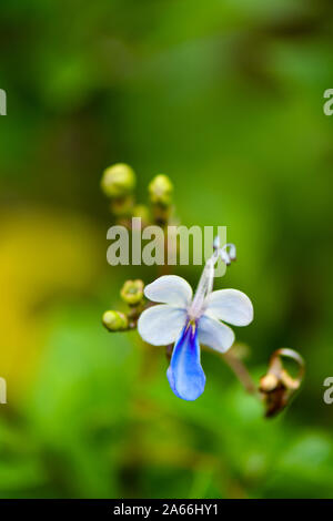Papillon Bleu papillon qui ressemblent à des fleurs de Bush Banque D'Images