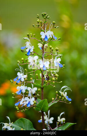 Papillon Bleu papillon qui ressemblent à des fleurs de Bush Banque D'Images