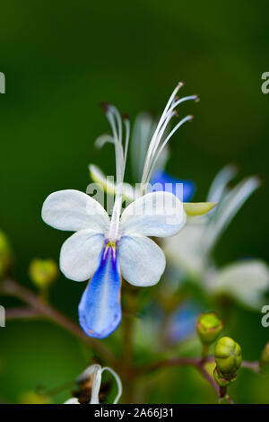 Papillon Bleu papillon qui ressemblent à des fleurs de Bush Banque D'Images