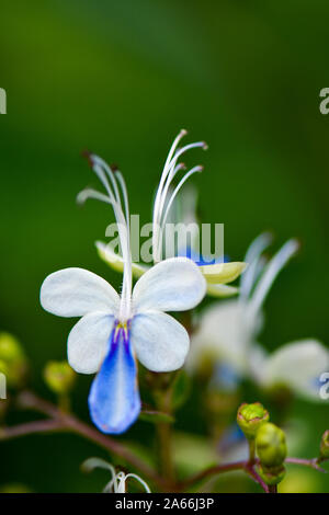 Papillon Bleu papillon qui ressemblent à des fleurs de Bush Banque D'Images
