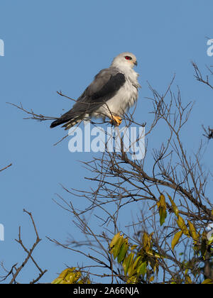 Black-shouldered kite ,Elanus axillaris , seul oiseau sur la branche, au Kenya, septembre 2019 Banque D'Images