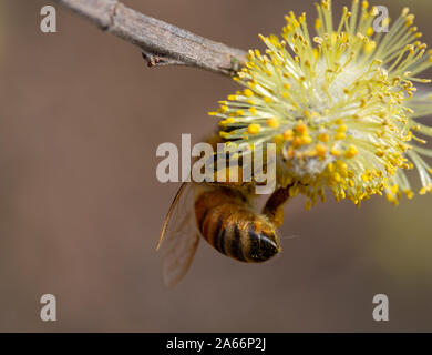 Abeille sur chaton dans le printemps ! Banque D'Images