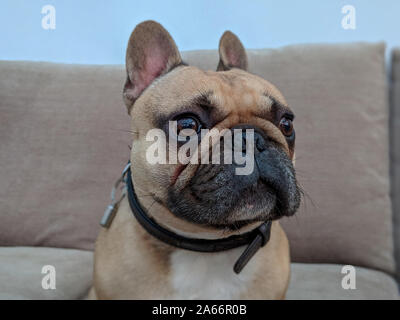 Triste bouledogue français sitting on couch Banque D'Images