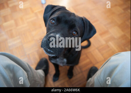 Petit chien femelle noir avec les oreilles tombantes - un pitbull mélange pointeur - assis et regardant le propriétaire avec curiosité ; yeux bruns se concentrer sur le nez de chien Banque D'Images