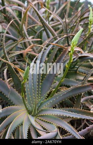L'aloe arborescens aloe arbre - formulaire jaune. Banque D'Images