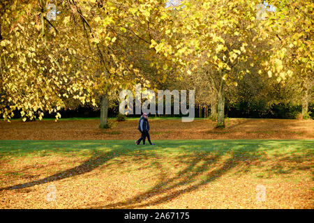 Scène d'automne dans la région de Stormont Estate, Belfast Banque D'Images