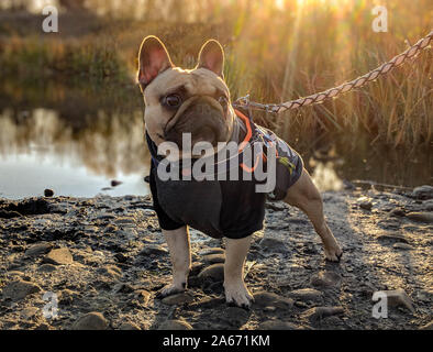 Mignon chien bouledogue français cavalier en enduire au coucher du soleil Banque D'Images