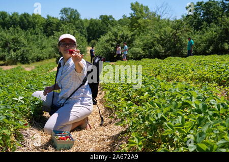 Middletown, CT USA. Jun 2019. Une belle fraise rouges doux d'être illustré par un cueilleur de fruits dans un verger. Banque D'Images