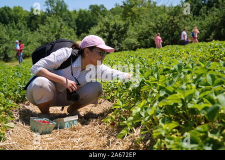 Middletown, CT USA. Jun 2019. Jeune photographe américaine d'origine asiatique, bénéficiant d'une belle journée de cueillette des fraises dans un verger. Banque D'Images