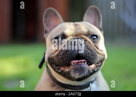 Bouledogue français dans la langue, avec jardin Banque D'Images