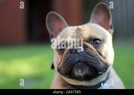 Bouledogue français dans le jardin arrière Banque D'Images