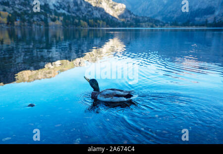 Canard colvert incroyable sur les montagnes lac Banque D'Images