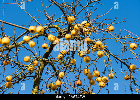 En décembre, les pommes Oberweser Weser, Hautes terres, Weserbergland, Hesse, Allemagne Banque D'Images