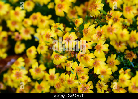 16 octobre 2019, le Brandebourg, Bernau : étudiant à feuilles étroites fleurs ou fleurs fleurissent dans le parc de la ville. Photo : Soeren Stache/dpa-Zentralbild/ZB Banque D'Images