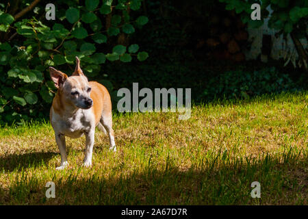 Portraits de race mélangée chiens, Chihuahua, Jack Russel, Jardin à Neuwied Banque D'Images