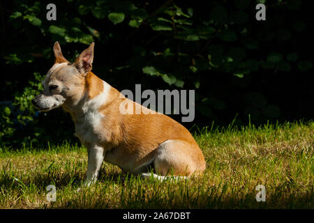 Portraits de race mélangée chiens, Chihuahua, Jack Russel, Jardin à Neuwied Banque D'Images