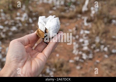 Close up of man hand holding plant de coton à la récolte plantation au champ dans le Mato Grosso, Brésil ferme. Concept de production, de l'agriculture. Banque D'Images