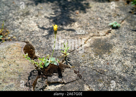 Lutte de survie d'une plante sur un sol en béton Banque D'Images