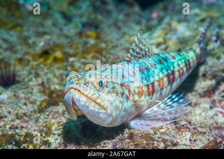 Reef Lizardfish [Synodus variegatus]. La Papouasie occidentale, en Indonésie. Indo-ouest pacifique. Banque D'Images