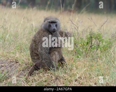 Le babouin Olive, Papio anubis, avec de jeunes adultes, Kenya, septembre 2019 Banque D'Images