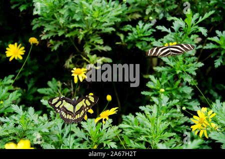 Paire de papillons tropicaux : malachite (Siproeta stelenes) et Zebra longwing (Heliconius charithonia) dans un jardin avec des fleurs jaunes Banque D'Images