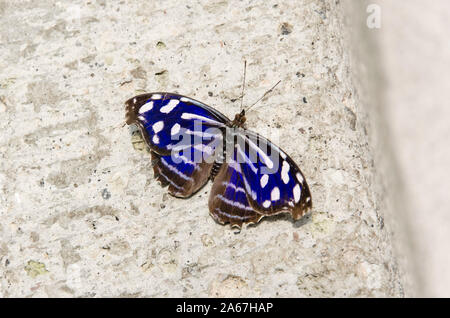 Myscelia Bluewing mexicain (ethusa), bleu et blanc papillon dénudée Banque D'Images