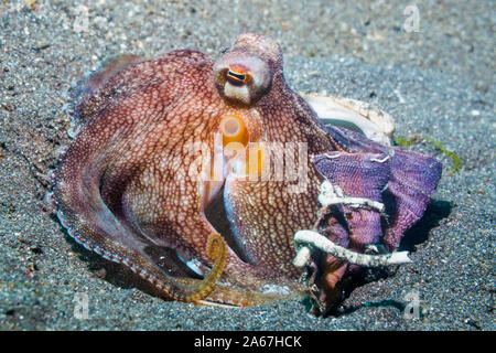 Ou veiné Coconut Octopus [Amphioctopus marginatus]. Détroit de Lembeh, au nord de Sulawesi, Indonésie. Banque D'Images