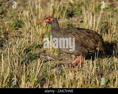 Francolin à bec rouge Red-necked, Pternistis afer, seul oiseau sur l'herbe, Kenya, septembre 2019 Banque D'Images