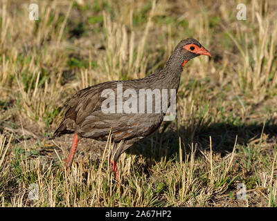 Francolin à bec rouge Red-necked, Pternistis afer, seul oiseau sur l'herbe, Kenya, septembre 2019 Banque D'Images