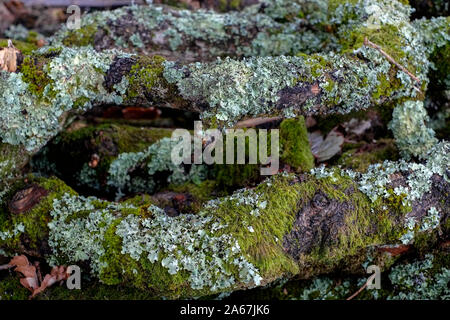 Divers lichens et mousses poussant sur des branches d'arbres sciés humide humide. Banque D'Images