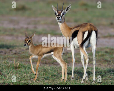 Gazelle de Thomsons, Eudorcas thomsonii, seul avec les jeunes adultes, Kenya, septembre 2019 Banque D'Images