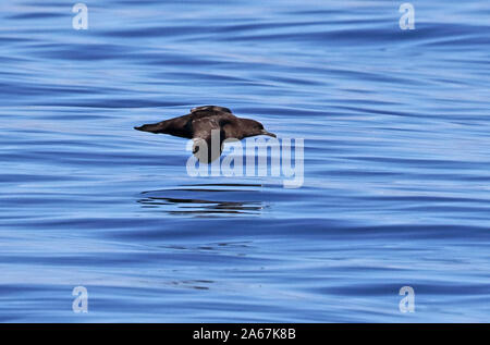 Puffin fuligineux (Ardenna grisea) adulte en vol au-dessus d'une mer calme, Janvier Banque D'Images